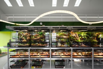 Panteric exotic pet shop interior with black terrariums, greenery and jungle-like atmosphere
